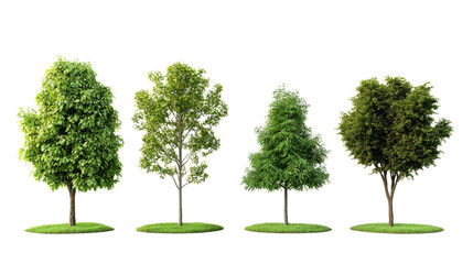 Diverse trees growth stages nature outdoor close-up environmental concept