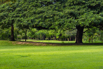 Green meadow grass with tropical tree forest sunrise city park