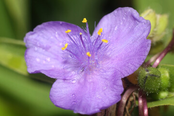 beautiful macro flowers in the garden
