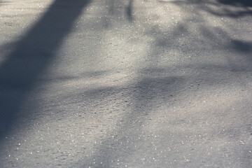 snow covered tree branches in a park