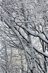 Fototapeta premium snow covered tree branches in a park