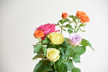 カラフルな薔薇