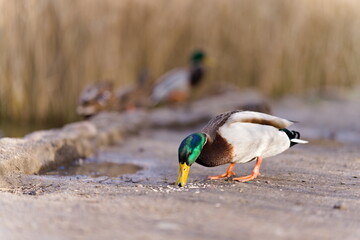 kaczka krzyżówka jedząca ziarno na brzegu stawu © Piotr