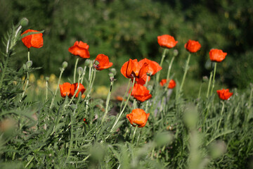 beautiful poppies flowers on nature