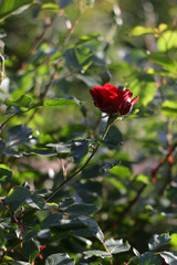 summer flowers in garden