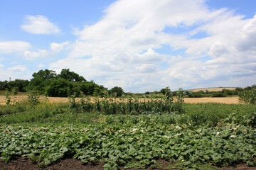 Obraz premium sunflower field in the summer