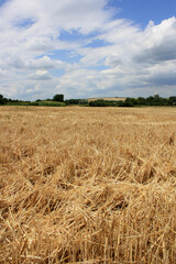 sunflower field in the summer
