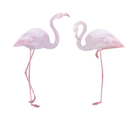 Vector flamingo collection, beautiful exotic tropical bird, pink and coral red trendy colors, isolated on white.	
