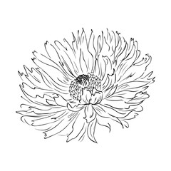 Obraz premium Intense black linear sketch of tropical plumeria flower