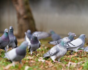 stado gołębi miejskich na trawie © Piotr
