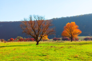 Scenic landscape with a grassy field in the foreground and a row of trees in the background. Two...