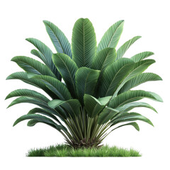 Fototapeta premium A lush green palm plant with broad leaves, featuring vibrant foliage, showcasing natural beauty and tropical vibes, isolated on a white background.
