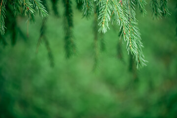 natural background, Hanging down, fresh green fir branches create a tranquil and serene atmosphere against a softly blurred green background, embodying the beauty of nature and the essence of forest