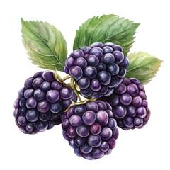 Fototapeta premium A vibrant cluster of fresh blackberries with green leaves, showcasing their rich color and organic beauty against a white background.