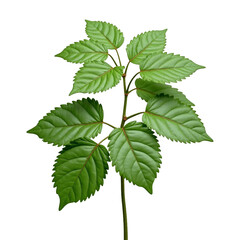 Fototapeta premium Bright green leafy plant stem, closeup