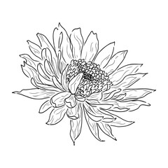 Intense black linear sketch of tropical plumeria flower