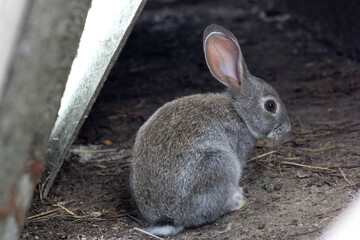 rabbit in the garden