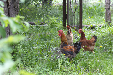 chicken on the farm