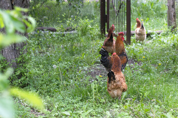 chicken on the farm