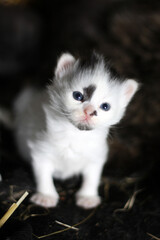 portrait of a fluffy cat
