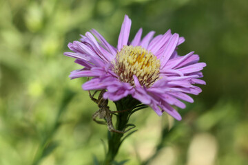 dandelion flower in the wind
