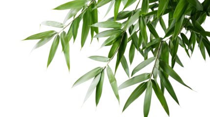 Bamboo leaves in close-up nature environment with transparency background fresh greenery viewpoint