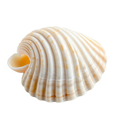 Pretty seashell with yellow spots