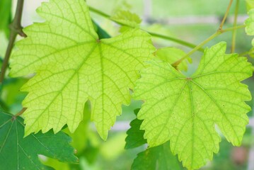 Fototapeta premium close up of green grape leaves