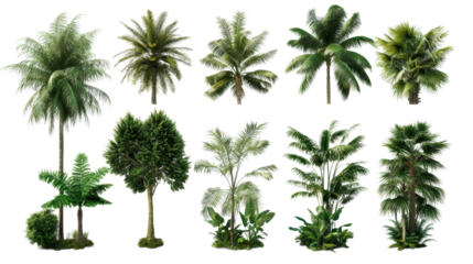 Diverse tropical trees collection with transparency background for nature designs isolated in studio environment
