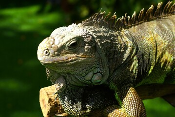 Close up of iguana on a tree