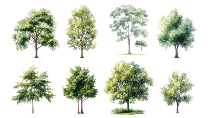 Diverse tree illustrations with transparency background nature art botanical collection bright environment artistic viewpoint