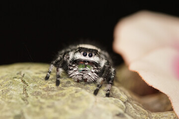 niedliche Spinne 
