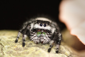 Spinne schwarz-weiß