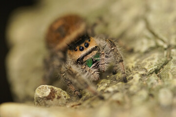 Spinne beige