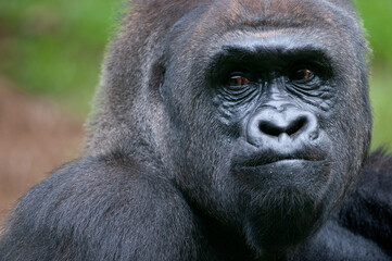 Close Up Silverback Lowland Gorilla