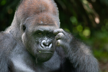 Silverback Lowland Gorilla Scratching Head.