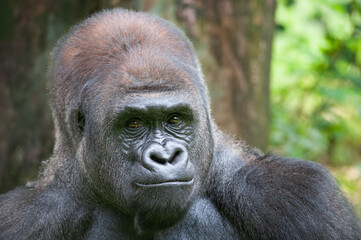Lowland Silverback Gorilla Starring Back and Observing