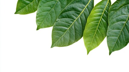 Obraz premium Lush green leaves isolated on white background.