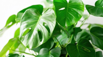 Obraz premium Lush green Monstera deliciosa plant leaves close-up against white background.