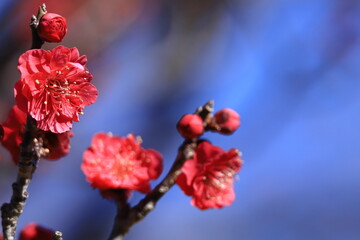 寒さに耐え気品よく咲く