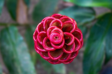 Red exotic flower