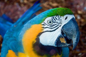 Blue-and-yellow macaw close up horizontal