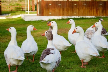 Geese on the farm