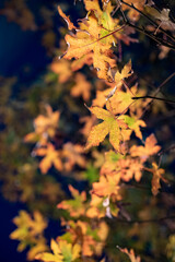 横須賀2412　ヴェルニー公園1　もみじ