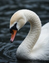 Fototapeta premium Elegant White Swan Gracefully Gliding on Dark Water