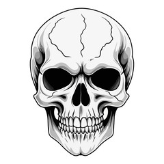 Fototapeta premium Skull skeleton vector design in different styles with solid background