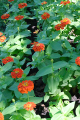 Flowers are blooming in the park