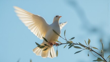 Obraz premium Dove with olive branch in natural light.