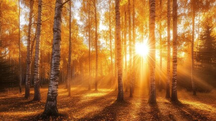 Obraz premium Serene Autumn Forest with Sunlight Beaming Through Golden Leaves