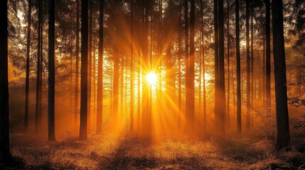Sunrise Through Trees in Enchanted Forest with Golden Rays